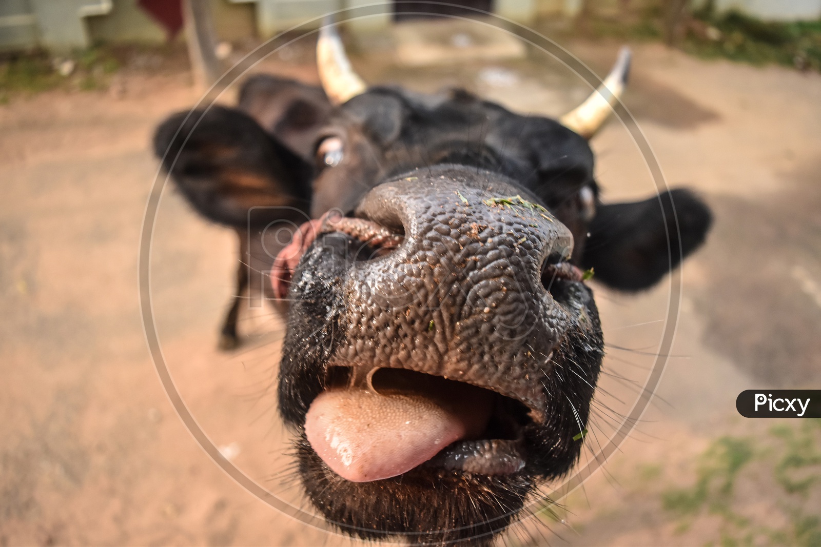 When cow strikes a pose for selfie!