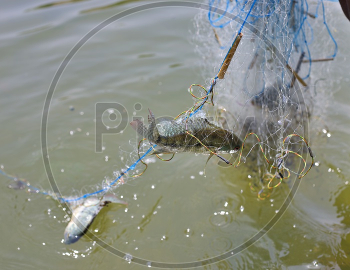 fish stuck in fisher man net.