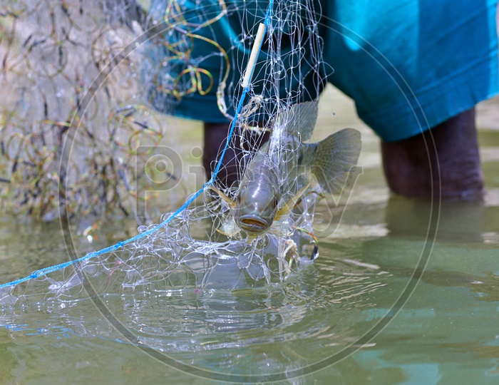 Fish stuck in a fisherman net.
