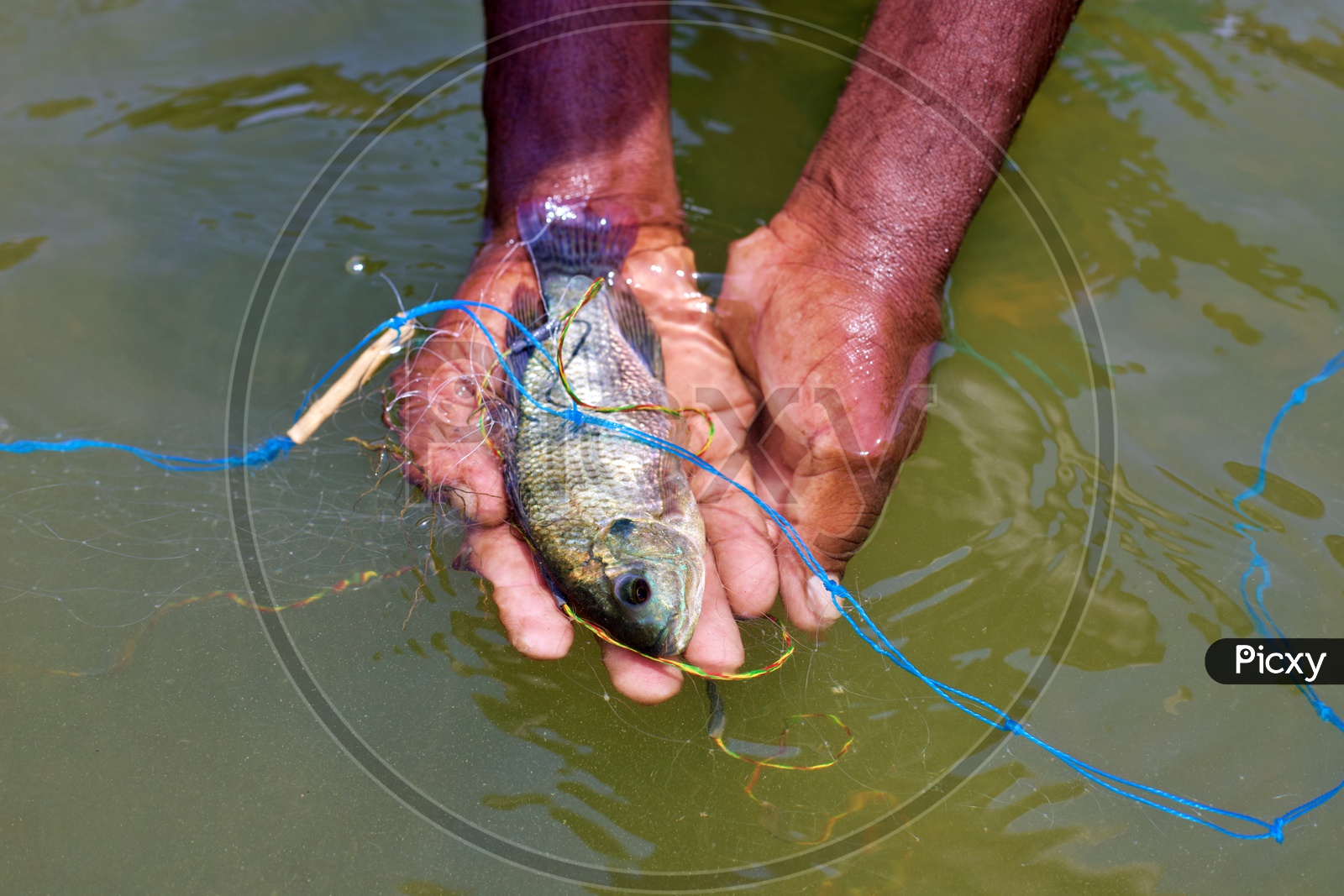 A fisher man showing  that a fish got stuck in his net.