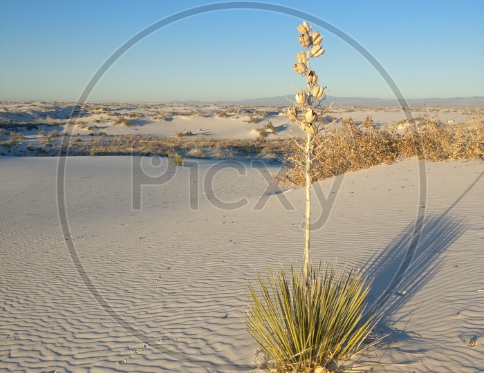 One tree standing tall in the middle of White Sand Desert