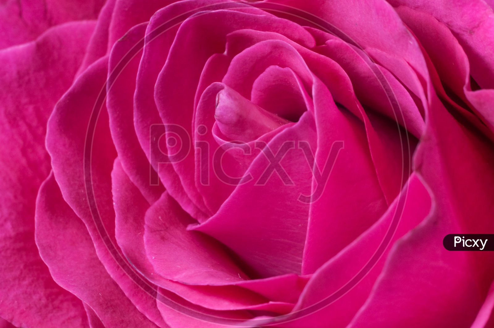 Petals of a fresh bright red rose closeup