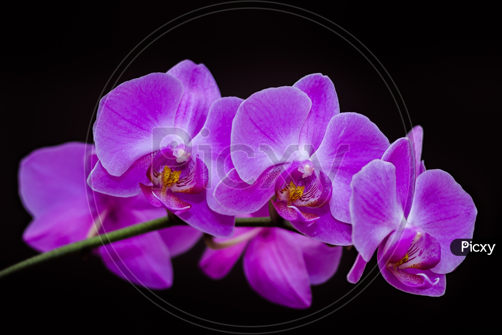 Large flowers of a purple orchid on a black background, on the whole image.