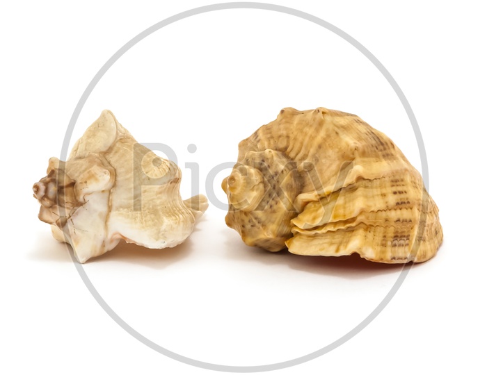 Two seashells isolated on a white background isolated