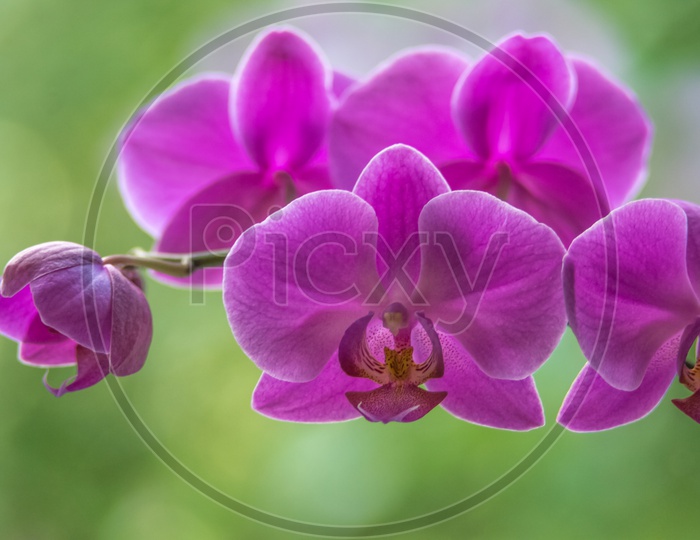 purple orchid on a green bokeh background