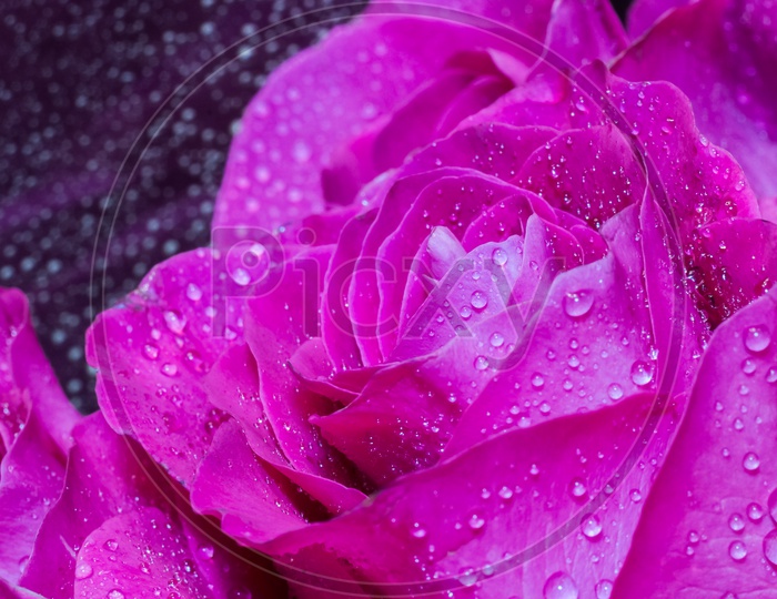 Purple rose with drops of dew on red petals