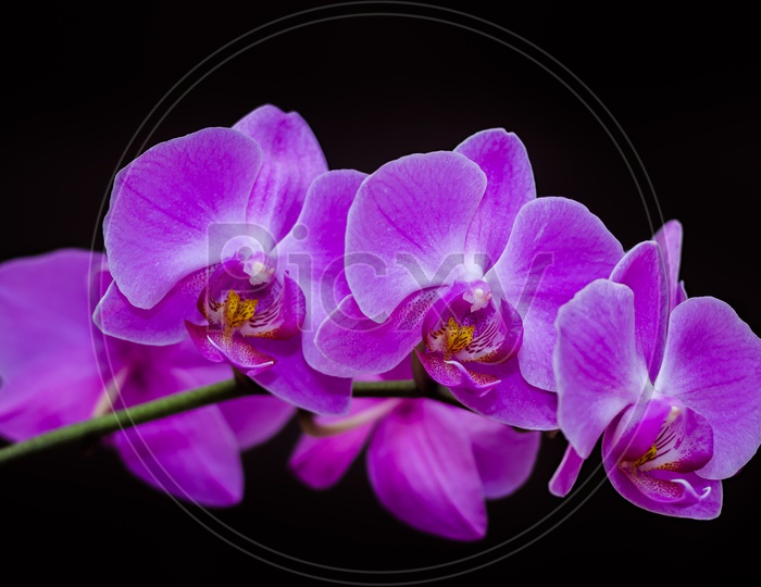 Large flowers of a purple orchid on a black background, on the whole image.