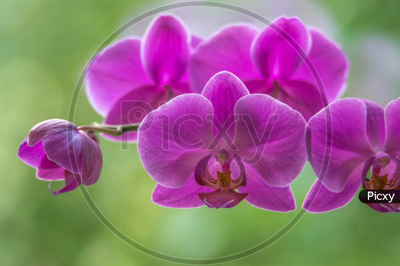 purple orchid on a green bokeh background