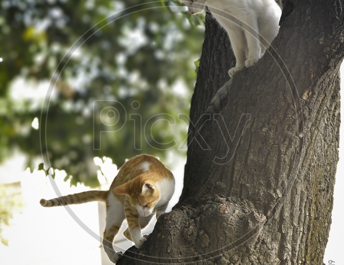 Cats playing on Tree