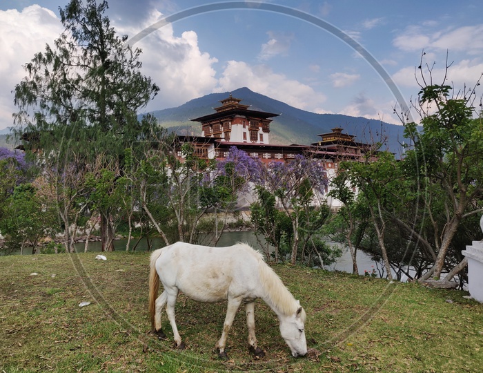 A Horse and a monastery in the background