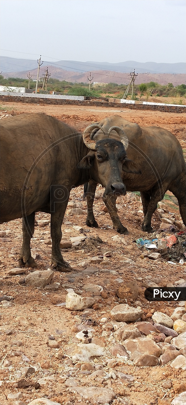 Buffaloes unknowingly eats plastic