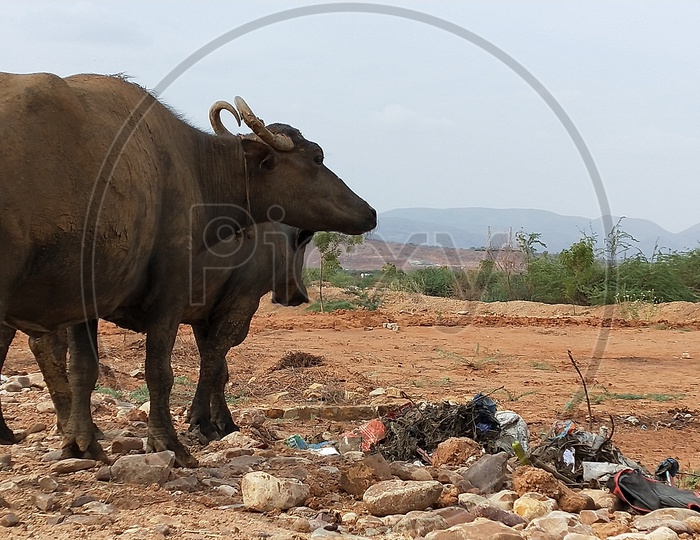 Buffaloes consuming plastic in hot summer