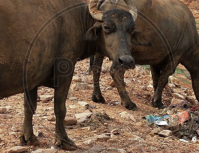 Buffaloes unknowingly eats plastic