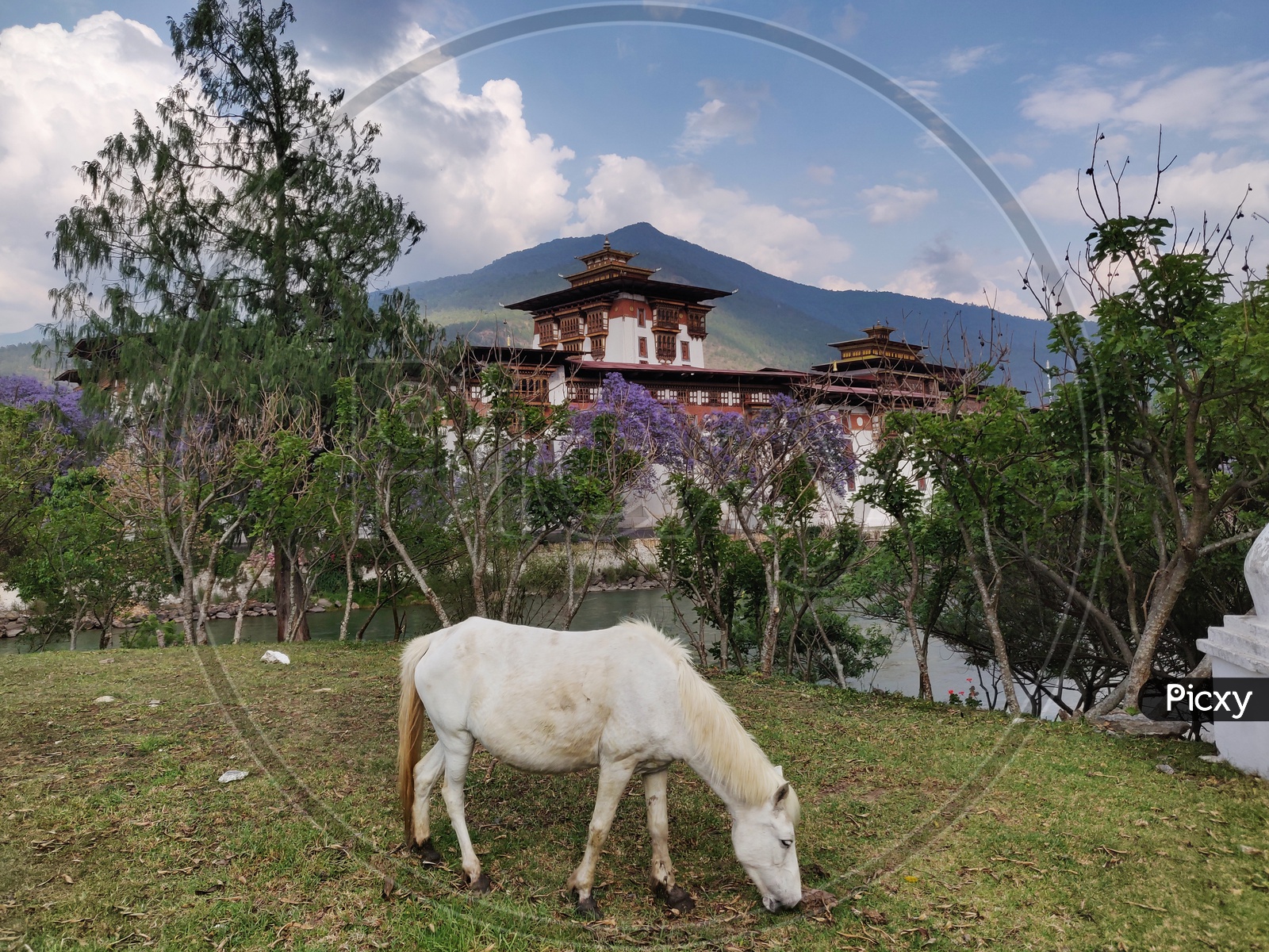 A Horse and a monastery in the background