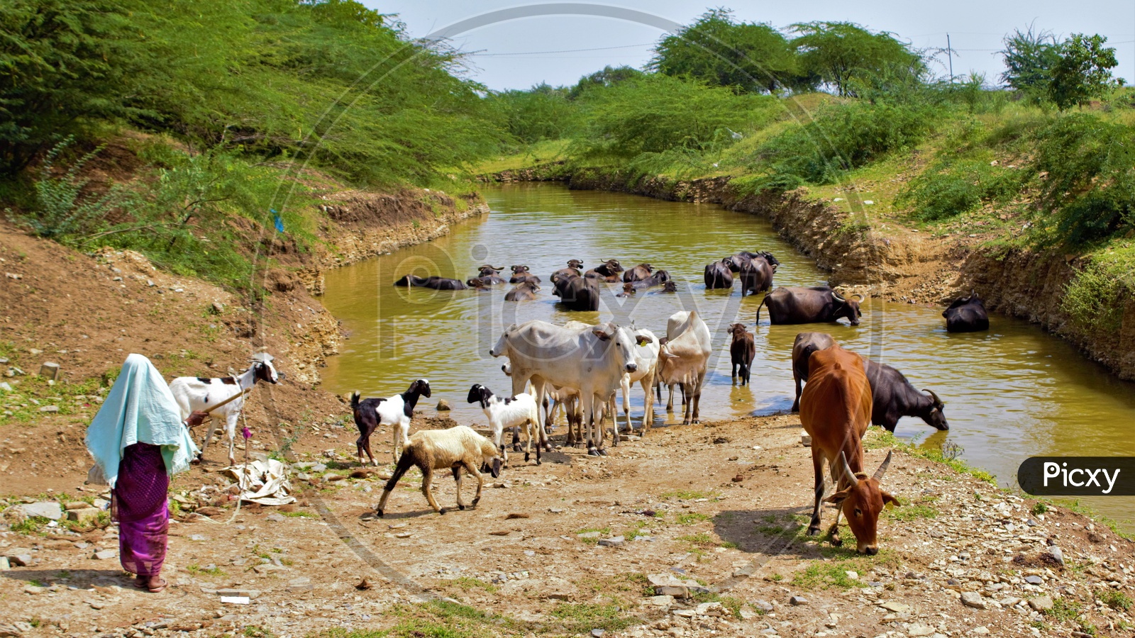 Cattle Drinking Water in Small Ponds in rural Villages