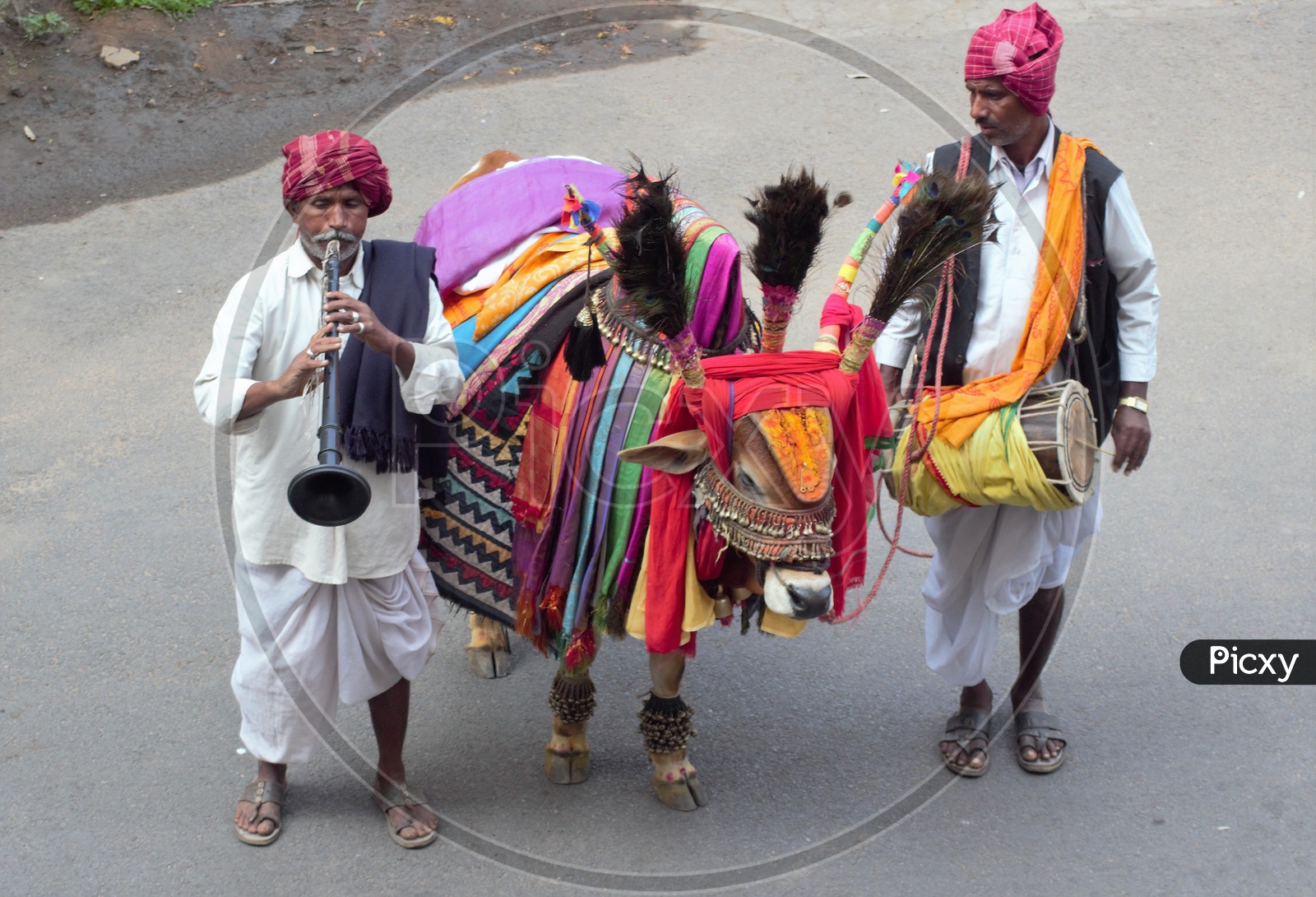 Gangiredddhu or Decorated Bulls  on Indian Streets At Pongal  Festival Season