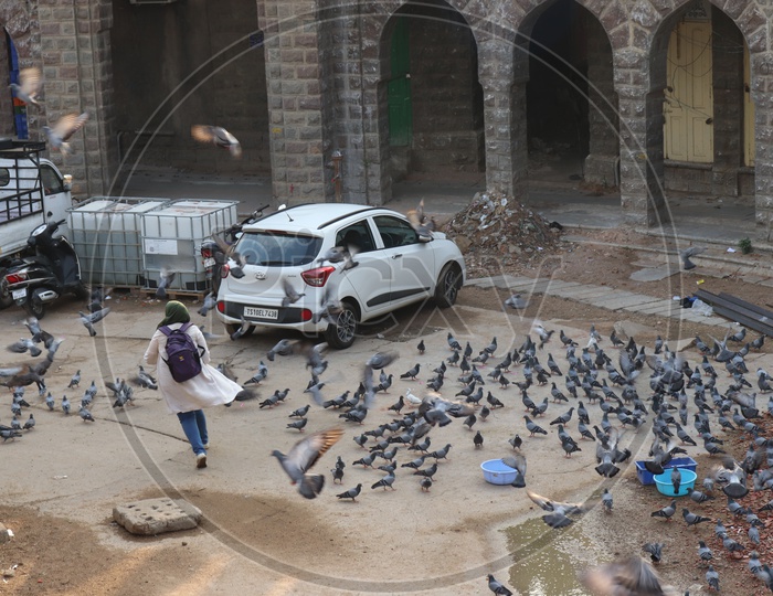 Pigeons Feeding As a Group