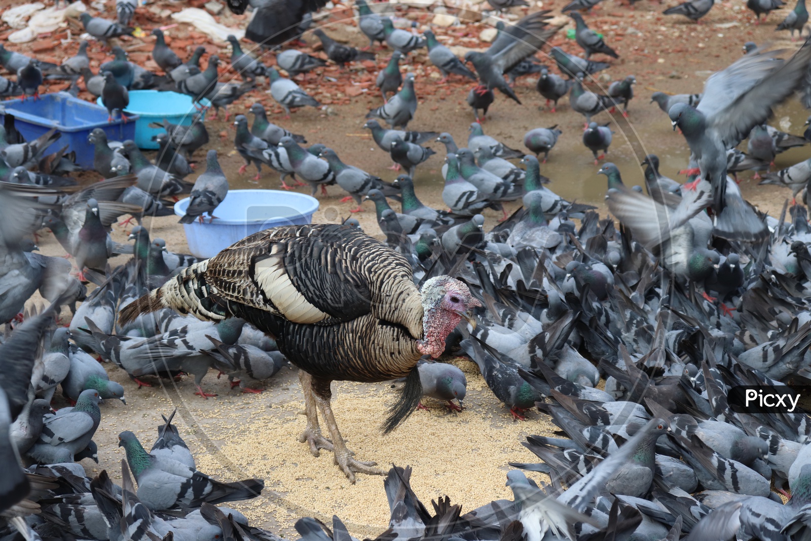 Pigeons Feeding as a Group At Mozamjahi Market