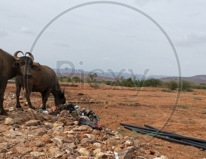 Buffaloes consuming plastic in hot summer