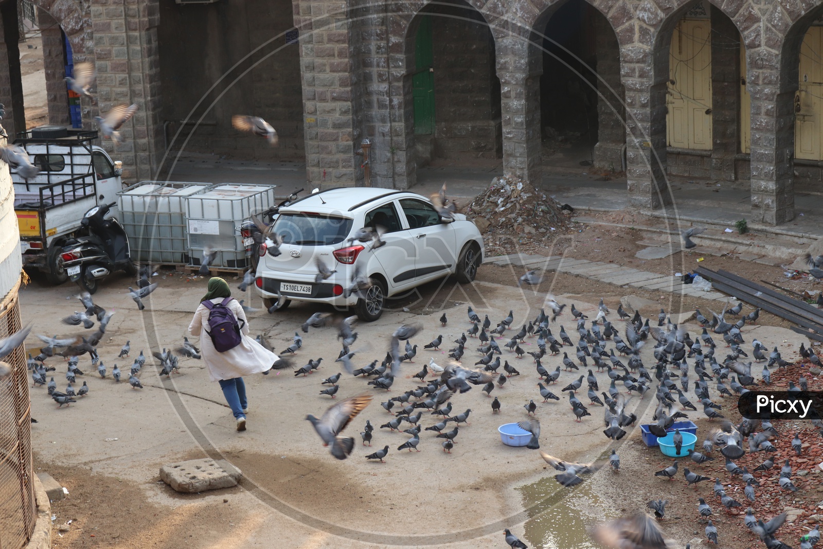 Pigeons Feeding As a Group