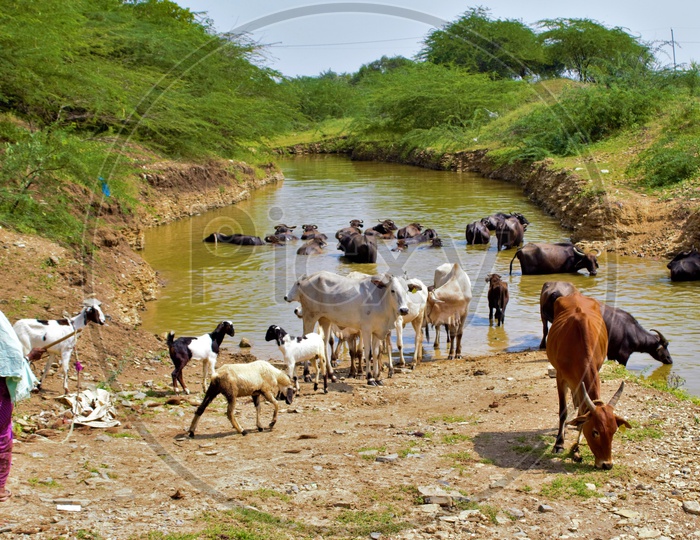 Cattle Drinking Water in Small Ponds in rural Villages
