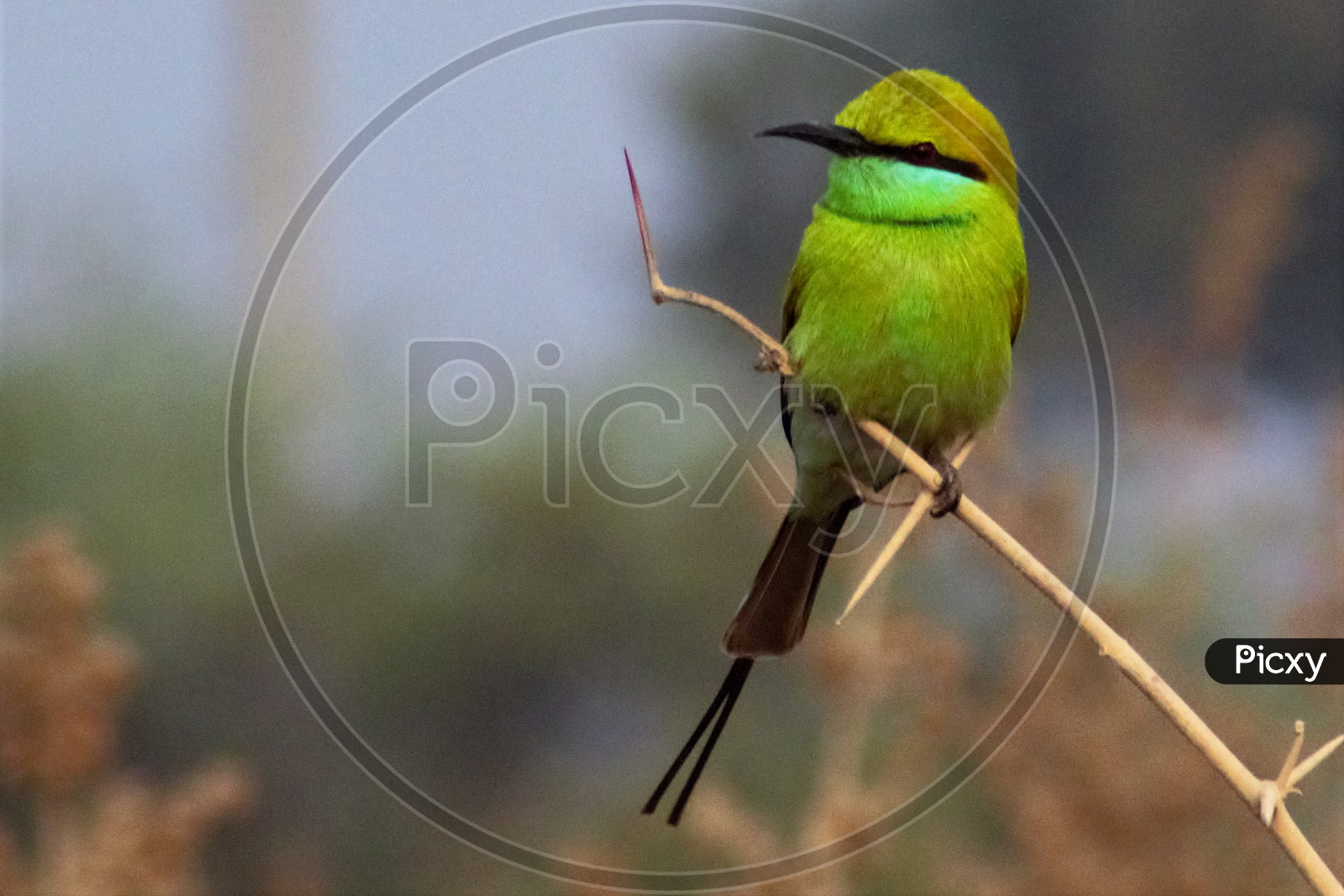Green Bee-Eater   Bird