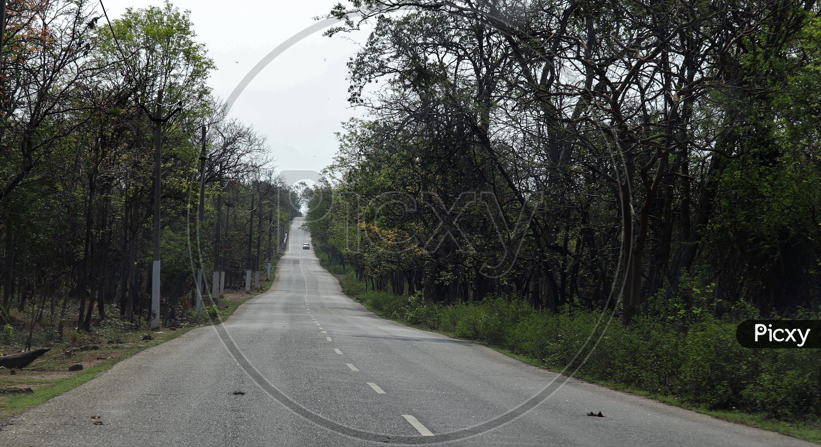 An Empty Road At Forest Area