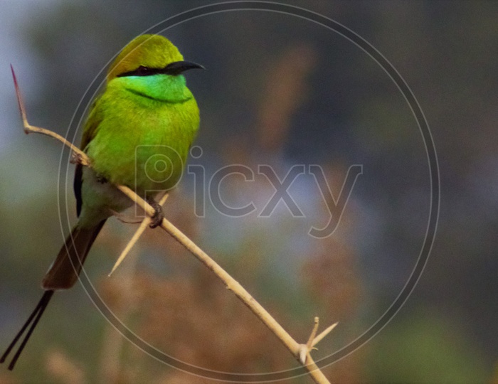 Green Bee-Eater   Bird