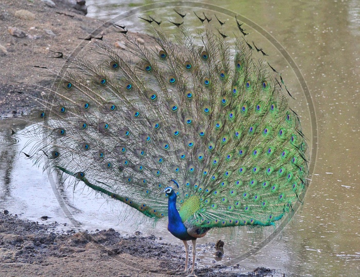 INDIA'S NATIONAL BIRD AS PRETTY AS THE COUNTRY.