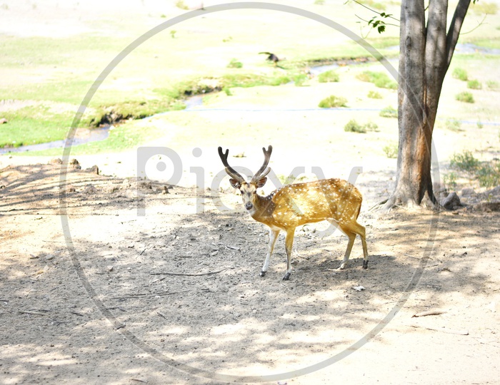 A deer at a local zoo in Hyderabad, India