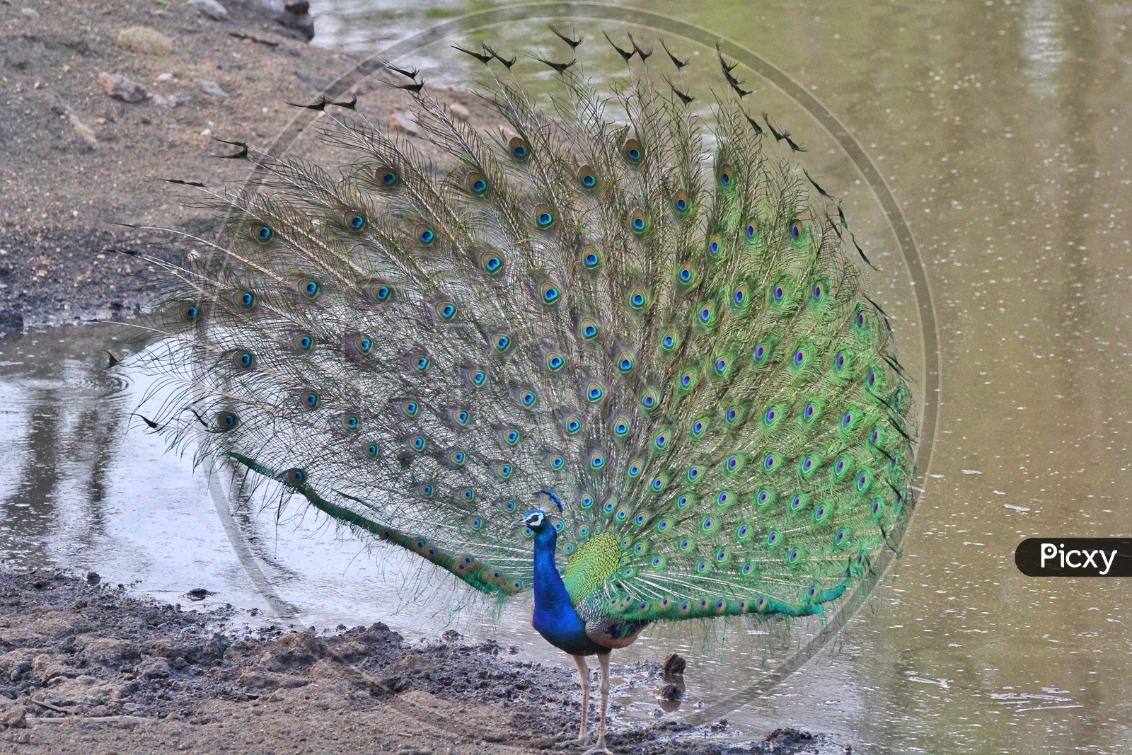 INDIA'S NATIONAL BIRD AS PRETTY AS THE COUNTRY.
