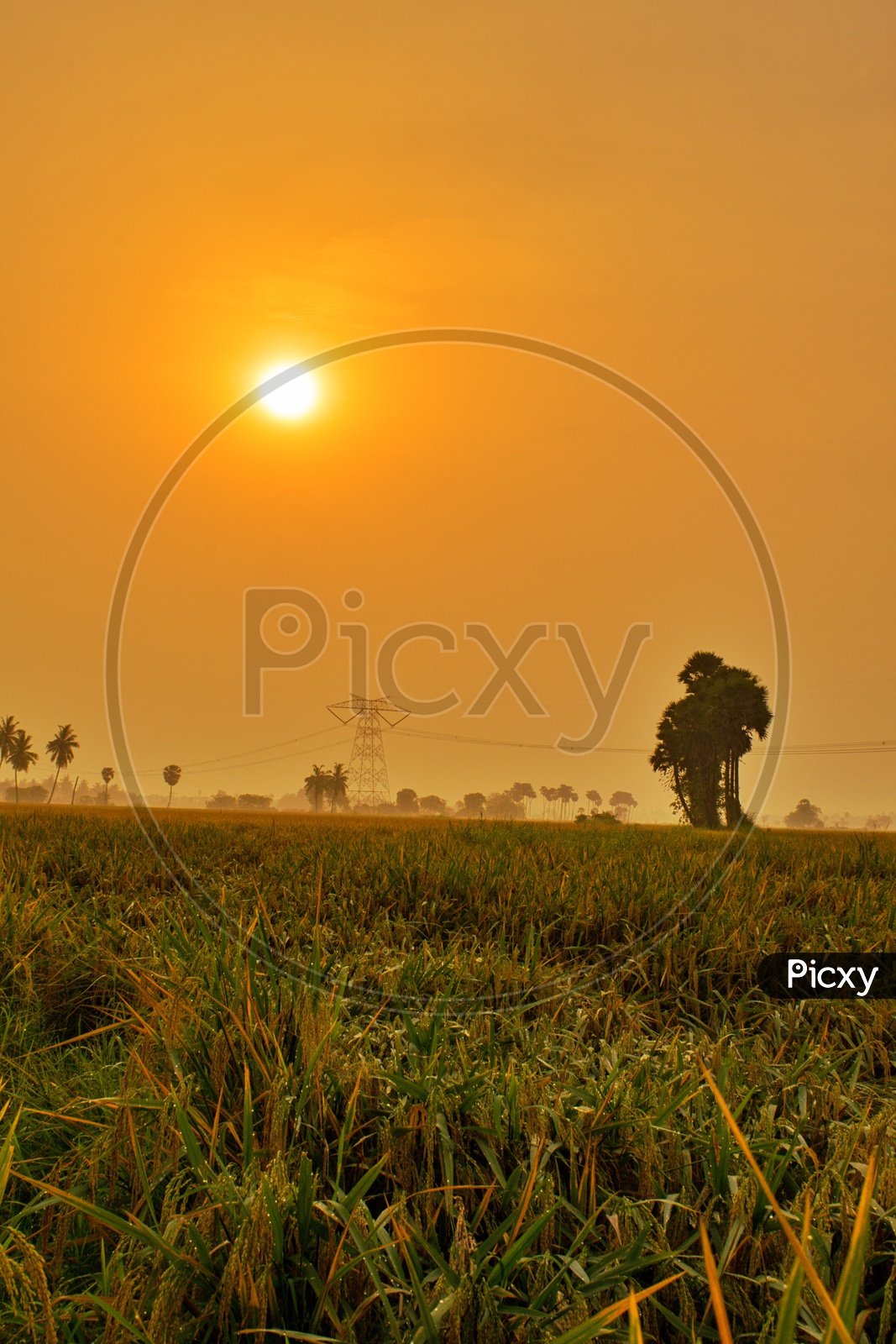 Landscape of paddy fields with sunrise