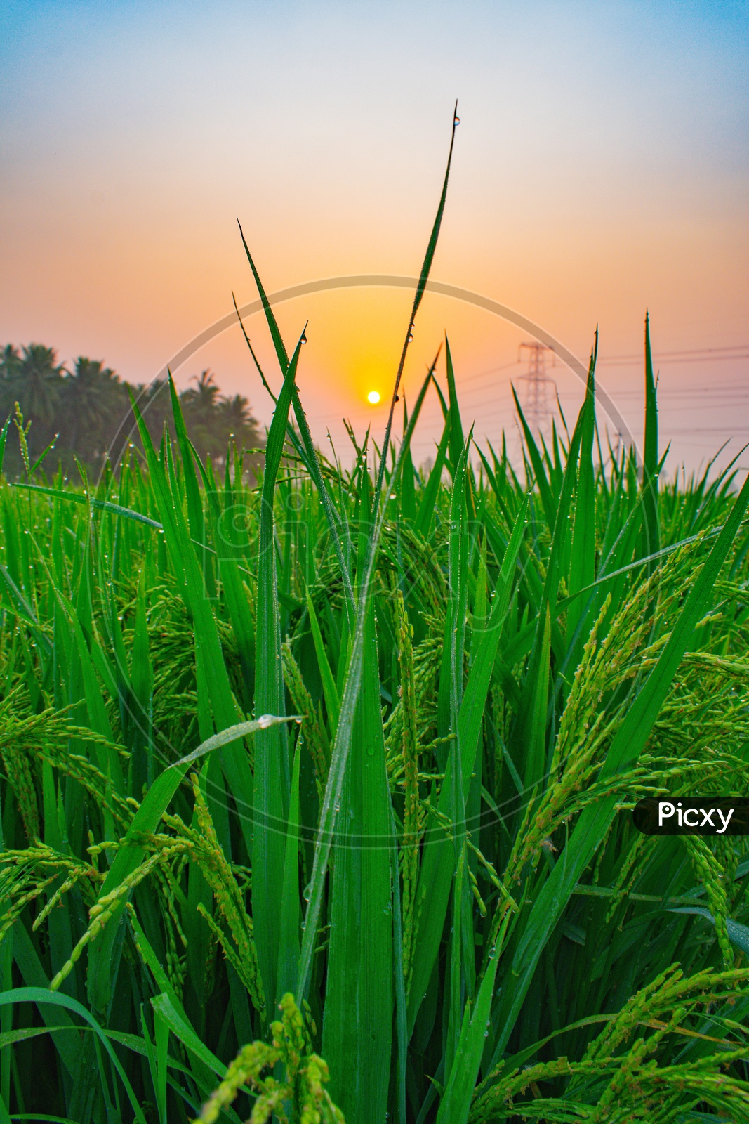 The beautiful view of paddy crop through sunrise
