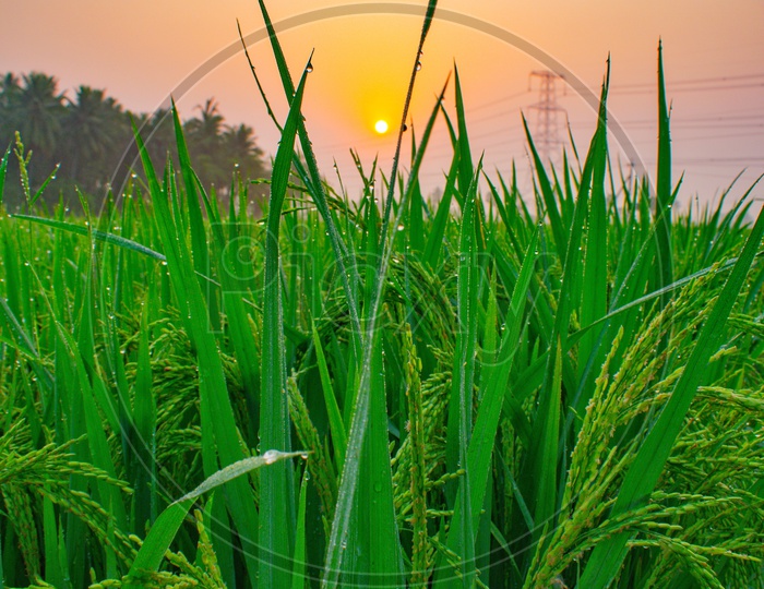 The beautiful view of paddy crop through sunrise