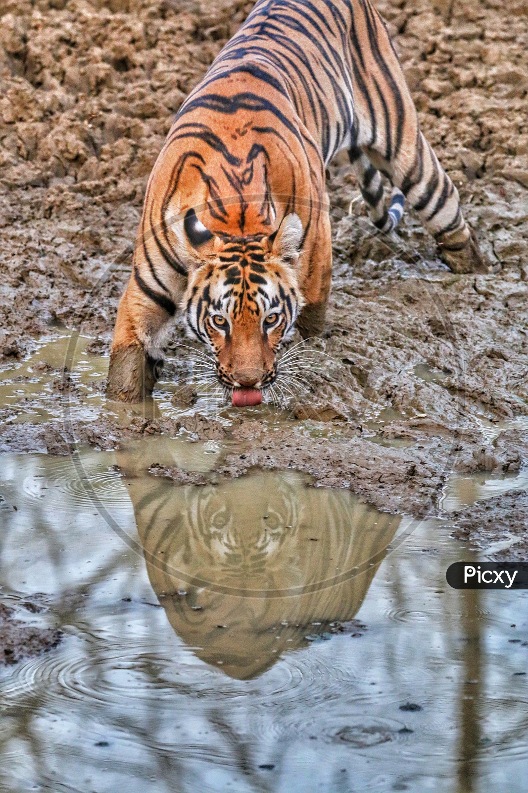 REFLECTION, EYE OF THE TIGER
