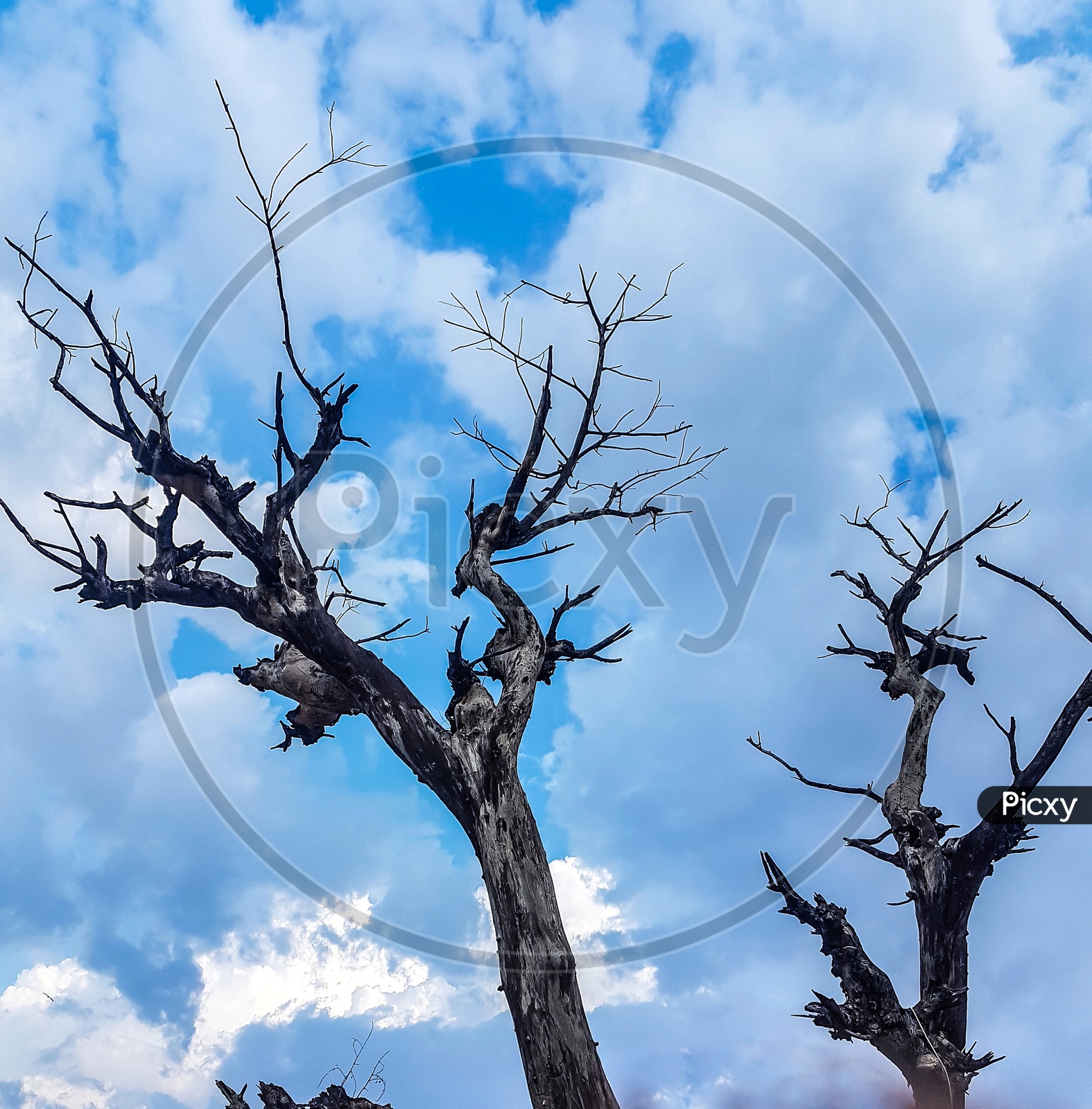 A Leafless or Dead Tree With  Out Leafs Over Blue sky With  Cotton Clouds Background