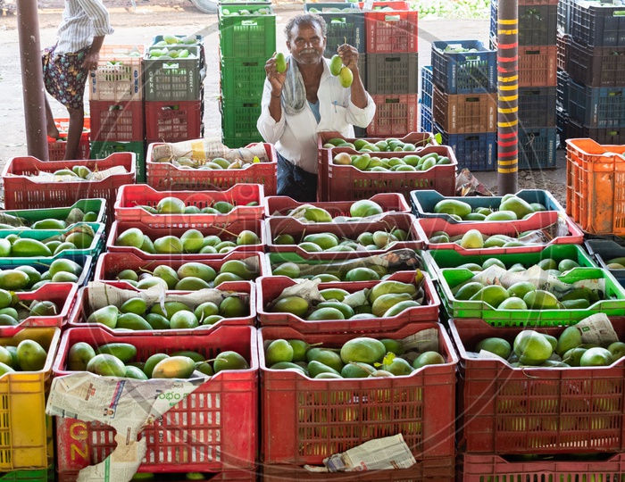 Farmer holding mangoes and posing at Kothapet Fruit market, Dilsukhnagar, Hyderabad.