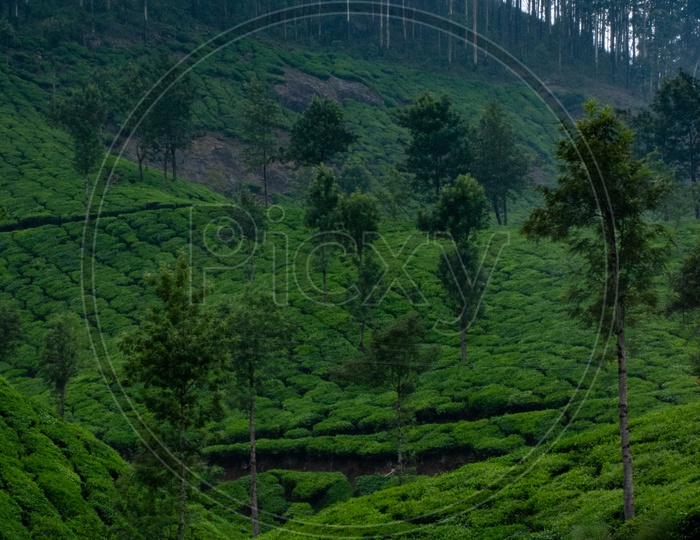 tea plantation in kerala