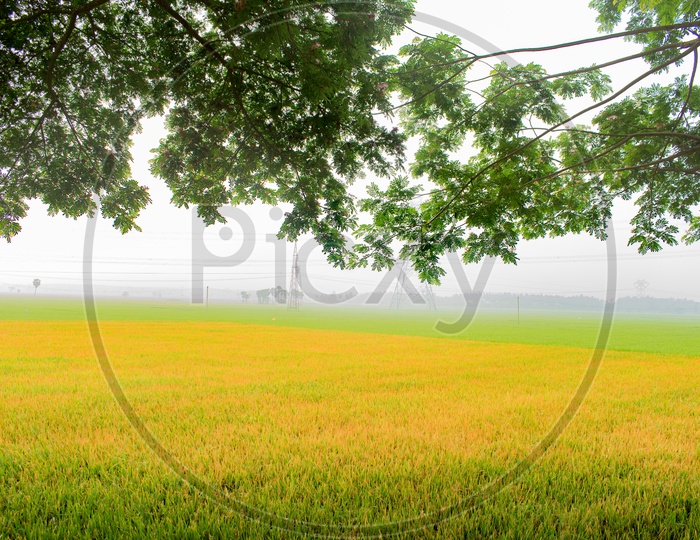 Horizon of paddy crop