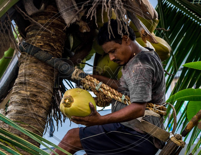 Traditional method of coconut plucking