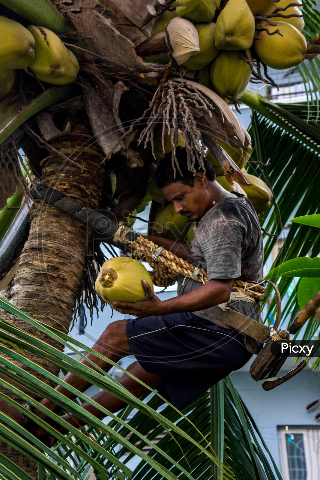 Traditional method of coconut plucking