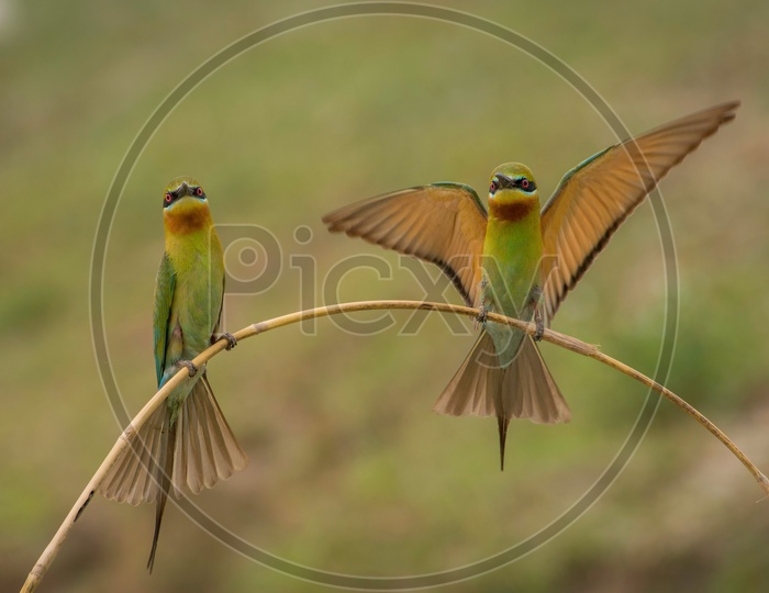 Blue tailed bee eaters