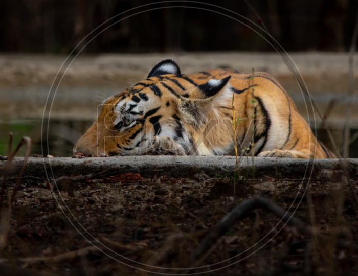 Tiger Or Wild Cat