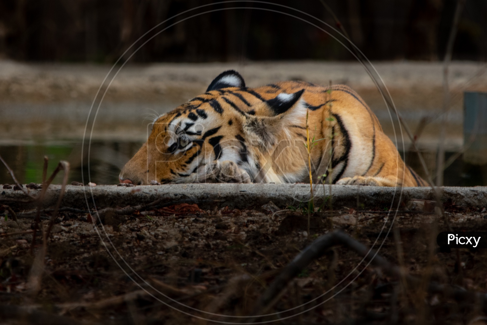 Tiger Or Wild Cat