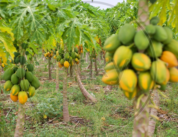 A papaya farm.