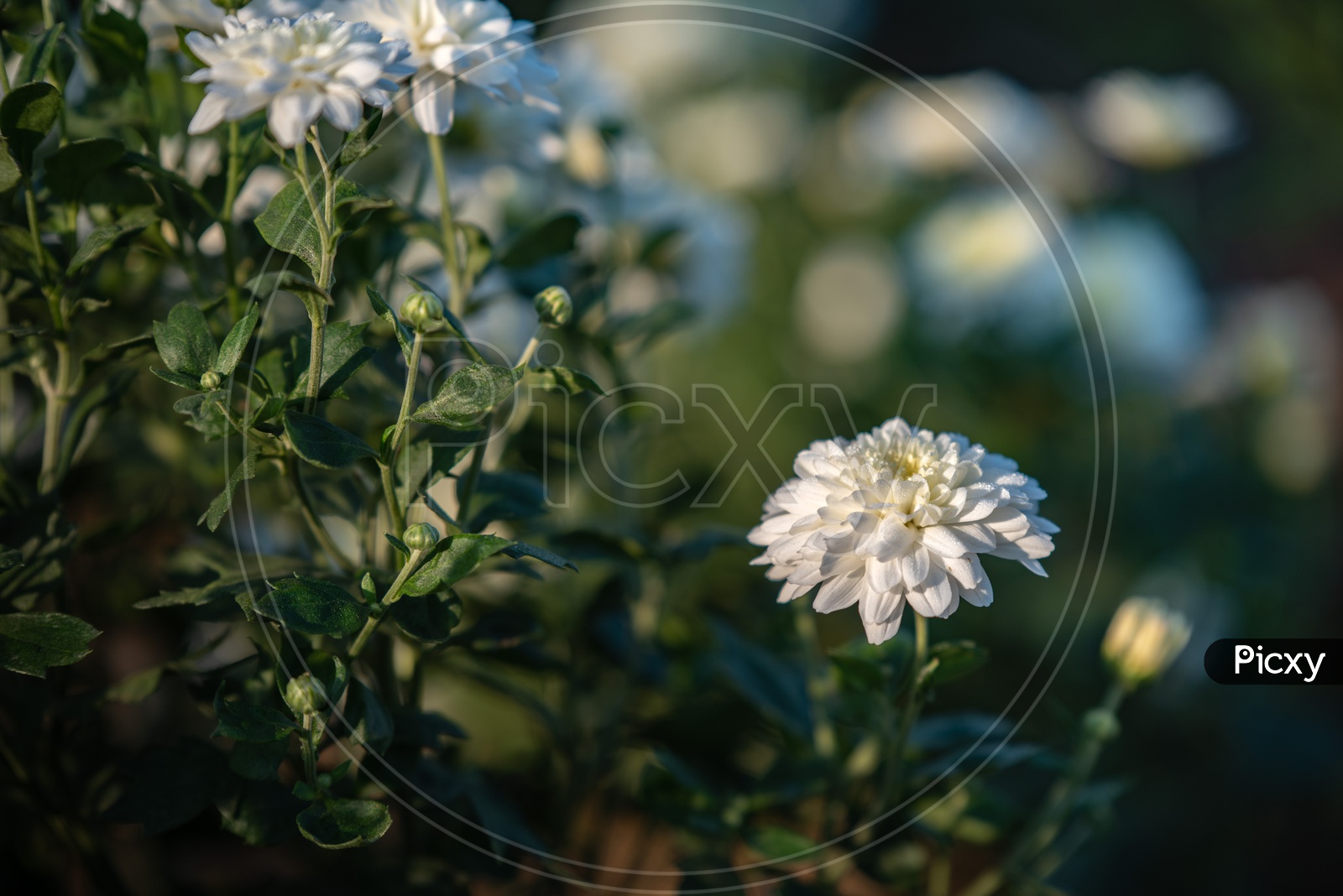 Flower❣️ Zx Flux Floral Adidas Trainers Flowers Floral Blue Adidas Zx Flux