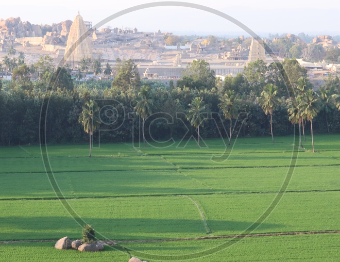 Green Paddy Fields Aerial View With Temples In Hampi