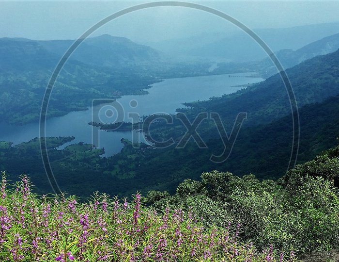 A River Valley Green Hills And Flower Plants  in Mahabaleshwar
