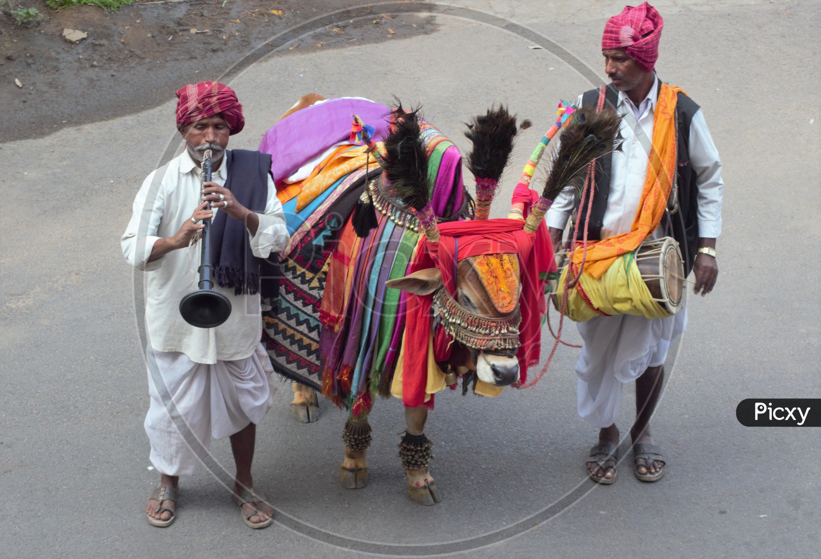 Gangiraddhu Or Decorated Bull Along With Artists On The Roads