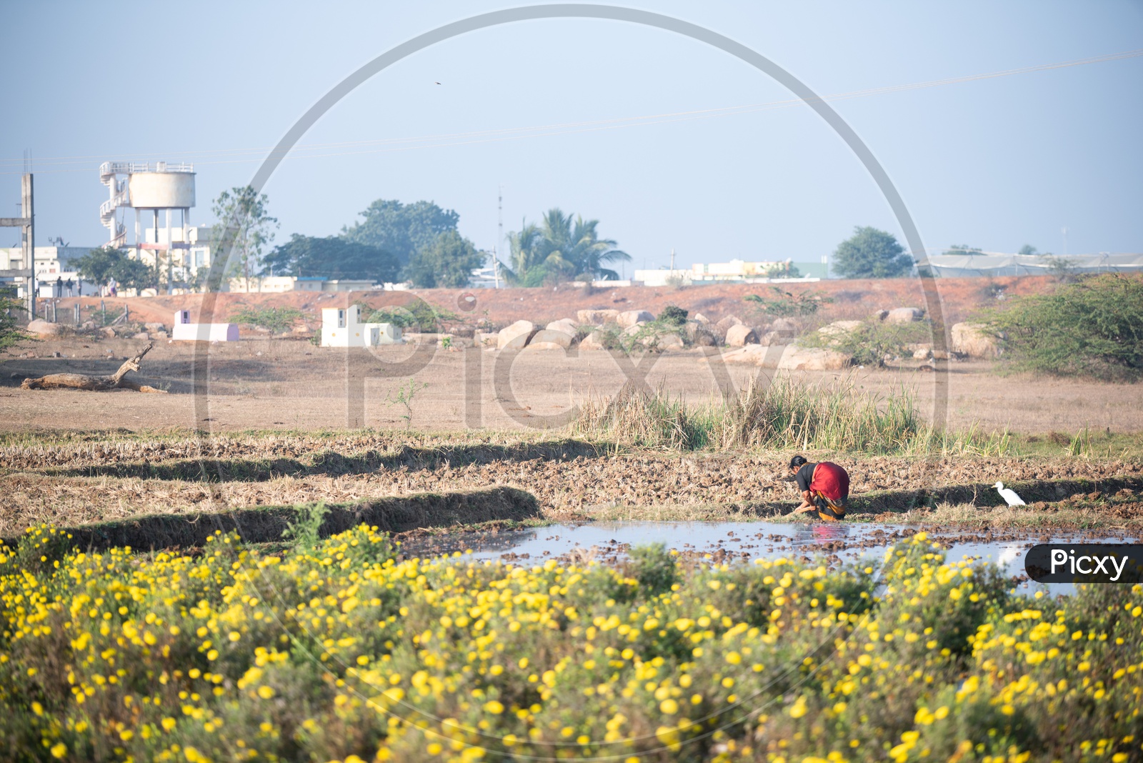 A Woman Farmer Working in a Mari gold  Flower Fields